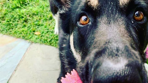 Major, ps� mil��ek americk�ho prezidenta Joe Bidena.