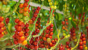 Lukáš Rázl pěstuje rajčata ve skleníku v kraji Poohří. Prvních 16 tisíc sazenic...
