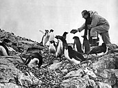 Princ Philip krmí na Antarktid tuáky v roce 1957.