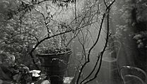 Josef Sudek - Po deti - Rothmayerova zahrada (nedatovno)