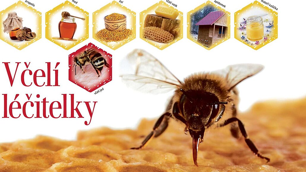 Dezinfekce propolisem a zábaly z medu. Jak nám včely pomáhají s léčbou  neduhů | Zdraví | Lidovky.cz