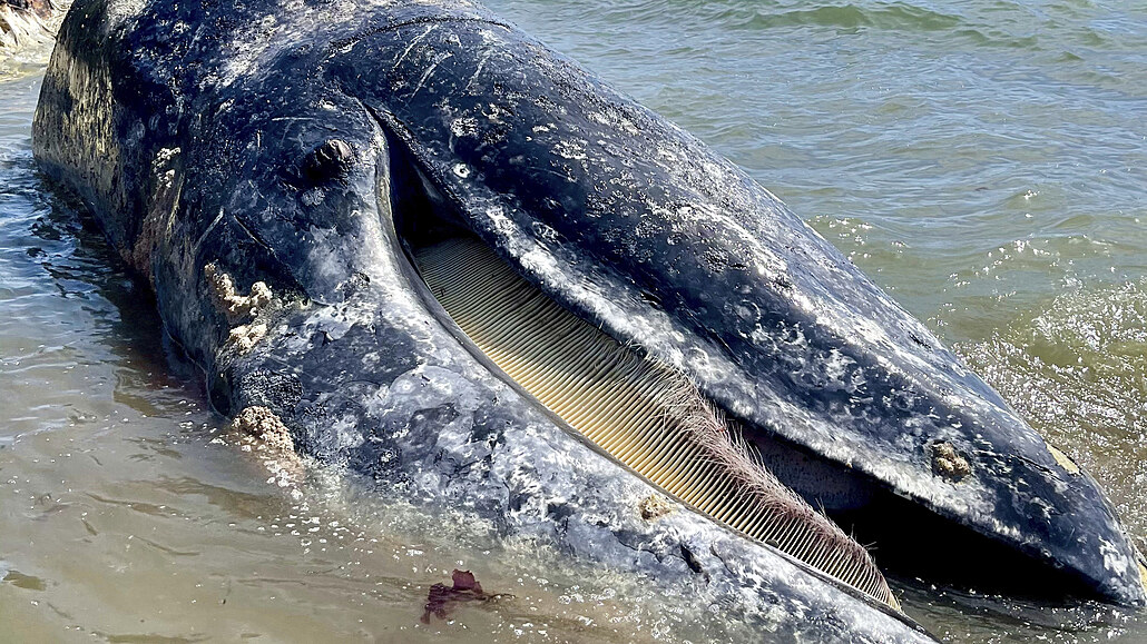 Odborníci odhadují, že velryby vyplavené na břeh představují jen deset procent...