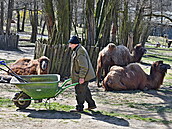 Brnnská ZOO se pipravuje na otevení. Na snímku zootechnik pracuje ve výbhu...