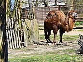 Velbloudi v brnnské zoologické zahrad jsou pipraveni na návtvníky.