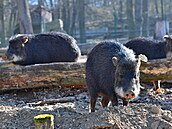 Brnnská ZOO se pipravuje na pondlní znovuotevení.