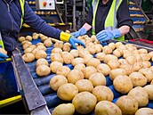 ‚Čeští zemědělci volají o pomoc!‘ Velkoskladům se hromadí brambory, pořádají proto laciný výprodej