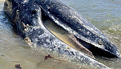 Odborníci odhadují, že velryby vyplavené na břeh představují jen deset procent... | na serveru Lidovky.cz | aktuální zprávy