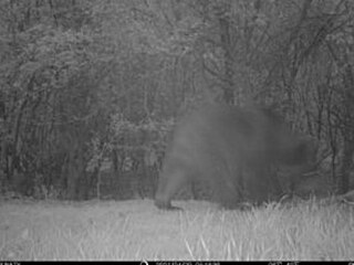 Fotopast zachytila medvda u Mistic na Uherskohradisku.