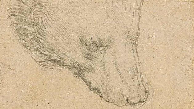 Kresba medvdí hlavy od Leonarda Da Vinciho.
