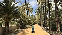 Elche, p�stování palem zde k dokonalosti dovedli Maurové, dnes jsou palmové...