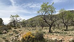 Vysokohorské zem�d�lství. I ve vý�kách kolem 1400 metr� nad mo�em mohou r�st...