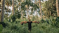 Sb�r kokosu z plantá�e za domem.