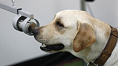 Po n�kolika vte�inách o�ichávání vzork� umíst�ných v kovových nádobkách jsou...