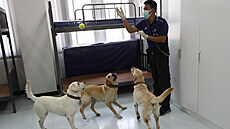 Retrív�i Angel, Bravo a Bobby p�i výcviku na thajské univerzit�.