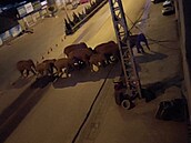 Sloni se procházeli i po silnici.