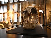 Národní muzeum pedstavilo v Praze fosilní lebku eny, která ila v dob ped...