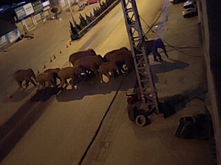 Sloni se prochzeli i po silnici.