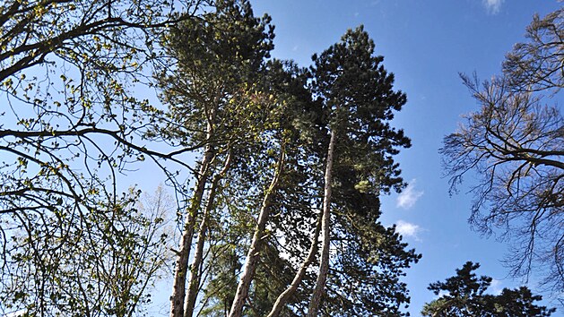 Vítzná borovice má neuvitelných sedm kmen.