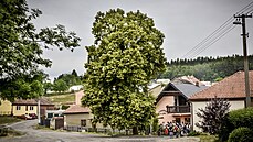 Zádvorská lepa - vítz roku 2018