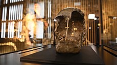 Národní muzeum vystavilo lebku i model ženy, která žila před 45 tisíci lety