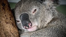 V Austrálii začnou sledovat pohyb koalů s pomocí čteček obličejů