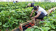Ve foliových sklenících Zahrady Svádov u Ústí nad Labem prob�hl sb�r jahod.