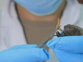 Video zachycující pracovníka Wuchanské laboratoe, jak krmí netopýra.