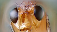 Octomilky zvldaj dlkov lety. Titrn hmyz podv na svch cestch za potravou asn vkony