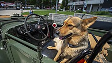 Pes na pehldce vojensk techniky 26. ervna 2021 v Milovicch na Nymbursku,...