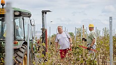 Tornádo napáchalo �kody na vinicích, úrod� i sklepech místních vina��. Na...