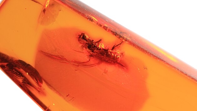 Vela zakonzervovaná v jantaru