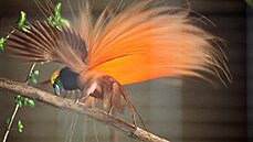 Samci rajek z Nové Guineje si při okouzlování samic svým peřím dávají záležet i... | na serveru Lidovky.cz | aktuální zprávy