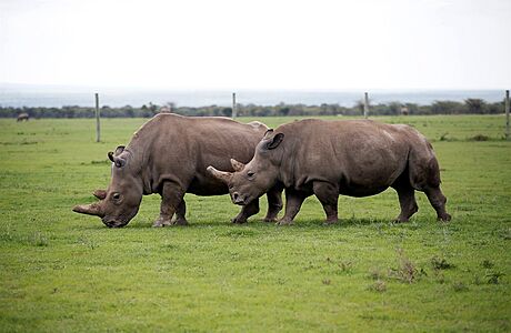 Njin a jej dcera Fatu, posledn dv ijc samice severnho blho nosoroce...