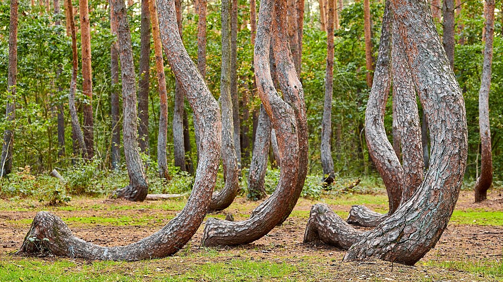 Kaovice ale nabízejí jet jednu zajímavost: zvlátní pokroucené stromy, které...