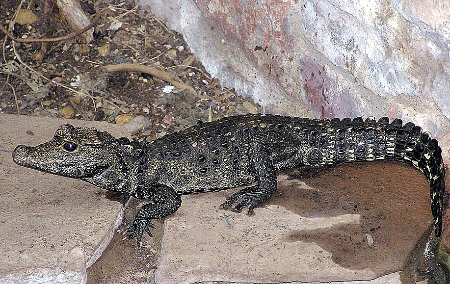 Zhruba metrové mlád krokodýla elnatého, které uteklo majiteli v Ostrav, bylo...