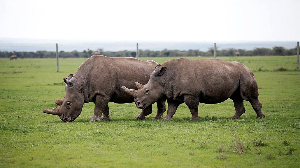 Nájin a její dcera Fatu, poslední dvě žijící samice severního bílého nosorožce...