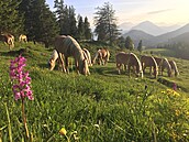 Pastviny pod majestátními vrcholky tyrolských hor v obci Ebbs jsou domovem...