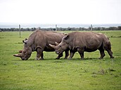Nájin a její dcera Fatu, poslední dv ijící samice severního bílého nosoroce...