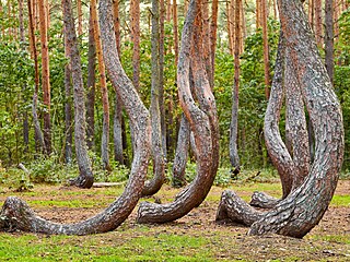 Zvltn pokroucen stromy v Kaovicch a inspirace k slavnmu pbhu