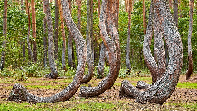 Zvláštní pokroucené stromy v Kašovicích a inspirace k slavnému příběhu