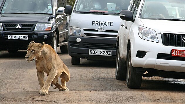 Lev zablokoval dopravu.