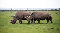Nájin a její dcera Fatu, poslední dvě žijící samice severního bílého nosorožce... | na serveru Lidovky.cz | aktuální zprávy