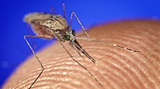 Anopheles gambiae. Subsaharský komár je důležitý přenašeč malárie.