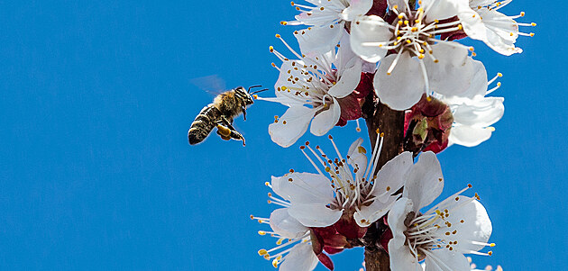 Včelám pomáhají vlastní střevní bakterie, které si předávají zrno jako...