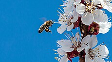 Včelám pomáhají vlastní střevní bakterie, které si předávají zrno jako... | na serveru Lidovky.cz | aktuální zprávy