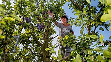 �vestkám se letos da�ilo jen n�kde, hlásí ovocná�i i palírny. Leckde �vestky...