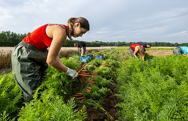 Zemědělství sužuje nedostatek pracovníků. Na česká pole pustí i Gruzíny