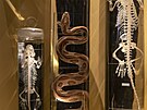 Národní muzeum otevelo moderní pírodovdeckou expozici Zázraky evoluce
