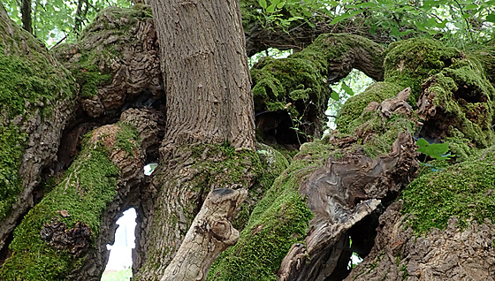 Rozeklaný kmen moru�e