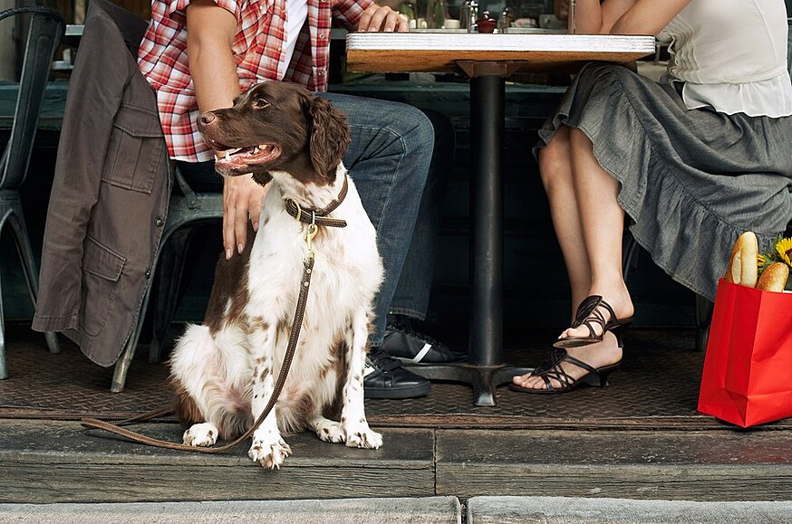 Pes v restauraci (ilustrační foto)